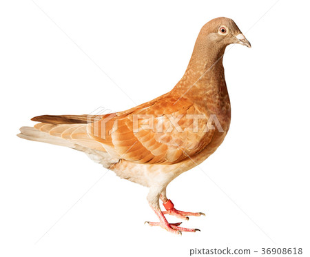 red chocko feather homing pigeon bird 36908618