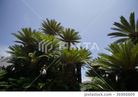 日本鐵的最大回報 日本鐵的最大回報 36908809