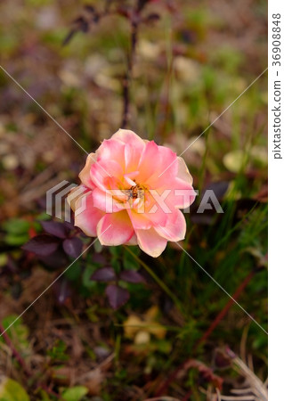 Mt. Karei park part 1 Mt. Karei park part 1 36908848