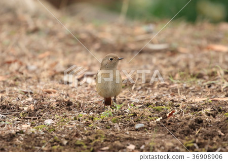 A female of Giubitaki A female of Giubitaki 36908906