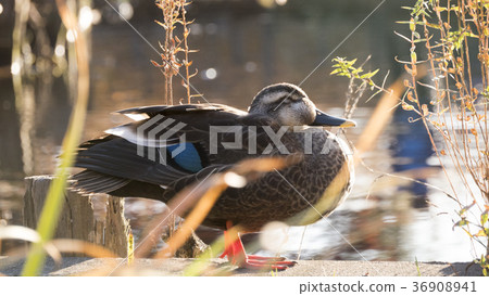 A sleepy baby duck A sleepy baby duck 36908941