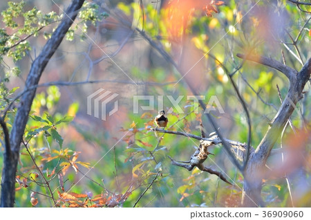Note) There is no confirmation of 100% breed name. Please note on your purchase. It is thought to be wild birds. Note) There is no confirmation of 100% breed name. Please note on your purchase. It is thought to be wild birds. 36909060