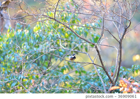 Note) There is no confirmation of 100% breed name. Please note on your purchase. It is thought to be wild birds. Note) There is no confirmation of 100% breed name. Please note on your purchase. It is thought to be wild birds. 36909061