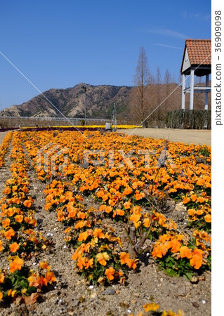 Flower of towel Museum 2 36909098