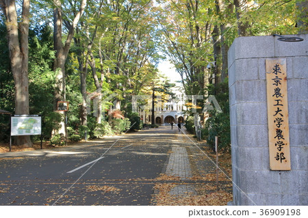 東京農業科技大學府中市 東京農業科技大學府中市 36909198
