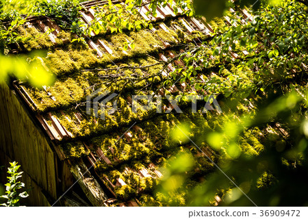 hidden roof of an old cabin behind trees 36909472