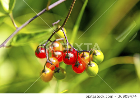 bittersweet nightshade, medicinal plant bittersweet nightshade, medicinal plant 36909474