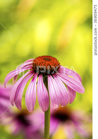 cone flower, Echinacea purpurea cone flower, Echinacea purpurea 36909475