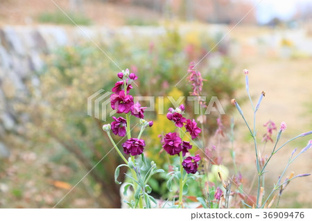 庫存花 庫存花 36909476
