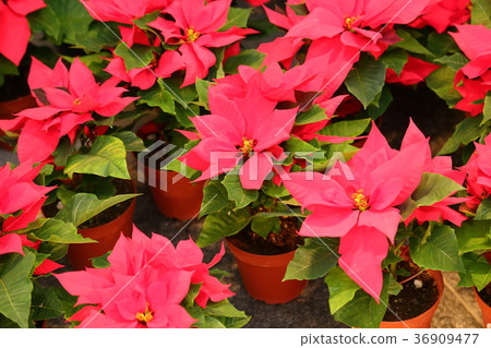 紅色一品紅花 36909477