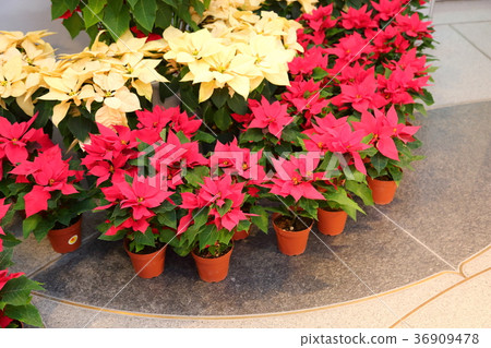 一品紅花 一品紅花 36909478