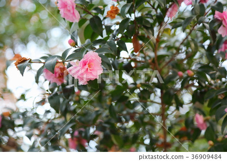 Sasanqua flowers 36909484