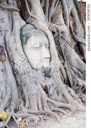 Remains of Ayutthaya Wat Mahathat Thailand 36909630