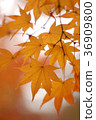 Colored leaves face Mie 2017 Colored leaves face Mie 2017 36909800