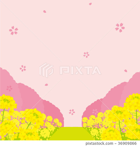 強姦開花和櫻花樹背景例證 36909866