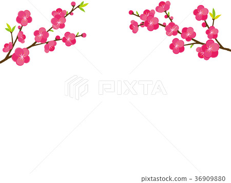 Momo flower illustration 36909880
