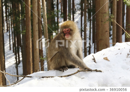 Snow and Japanese Macaque 36910056