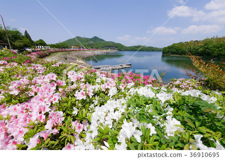 春天幼蟲池塘和杜鵑花 36910695