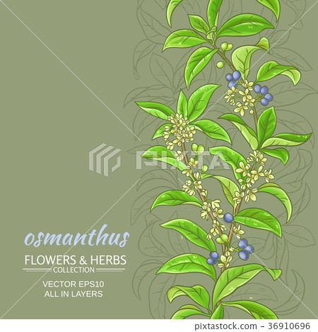 osmanthus vector background 36910696