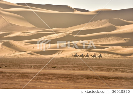 Caravan of Morocco camel tour 36910830