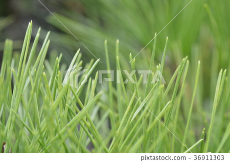 Pine needle 36911303