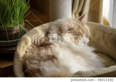 睡在床上的貓 36911540