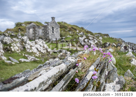 Wild coastal flowers growing on rocks on the 36911819