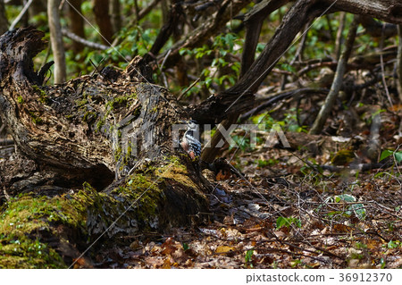 巨粉 巨粉 36912370