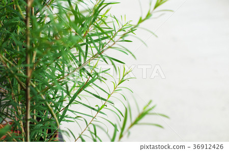 Tea tree Tea tree 36912426