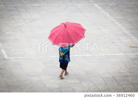 hmong girl with big red umbrella in Sa Pa 36912460