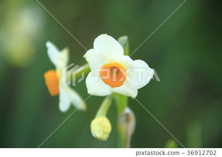 Echizen Narcissus 36912702