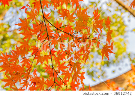 Autumn sky and autumn leaves 36912742