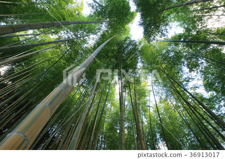 Mr. Kim Myeong, a bamboo forest 36913017