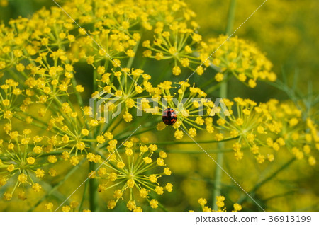 Flower ladybug 36913199