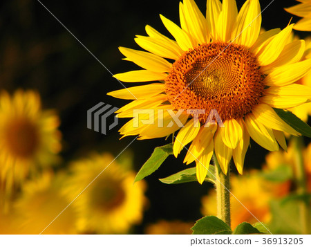 Flower sunflower 36913205