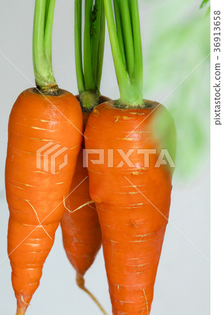 Carrots, vegetables, vitamins, alfalfa, wild vegetables, alfalfa, Carrots, vegetables, 36913658