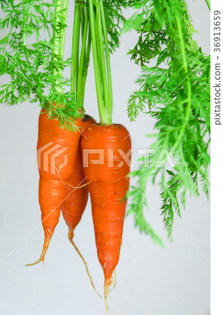 胡蘿蔔,蔬菜,維他命,ニンジン、野菜、ビタミン、Carrots, vegetables, 胡蘿蔔,蔬菜,維他命,ニンジン、野菜、ビタミン、Carrots, vegetables, 36913659