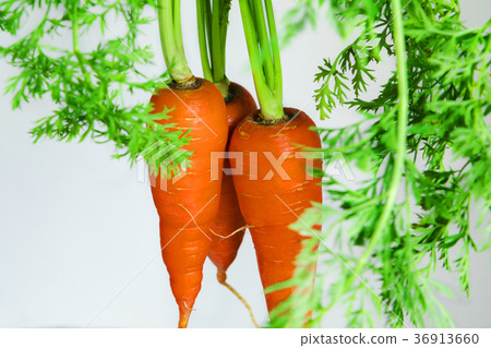 Carrots, vegetables, vitamins, alfalfa, wild vegetables, alfalfa, Carrots, vegetables, 36913660