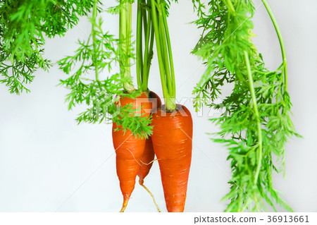 Carrots, vegetables, vitamins, alfalfa, wild vegetables, alfalfa, Carrots, vegetables, 36913661