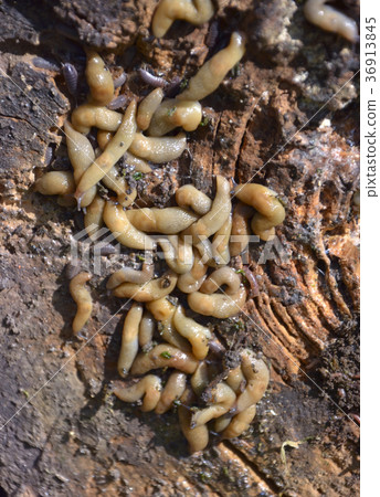Group of slugs eating Group of slugs eating 36913845