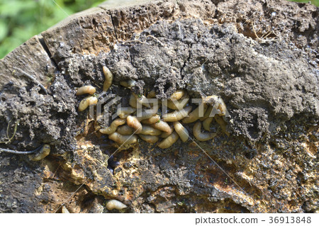Group of slugs eating Group of slugs eating 36913848