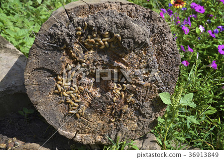 Group of slugs eating Group of slugs eating 36913849