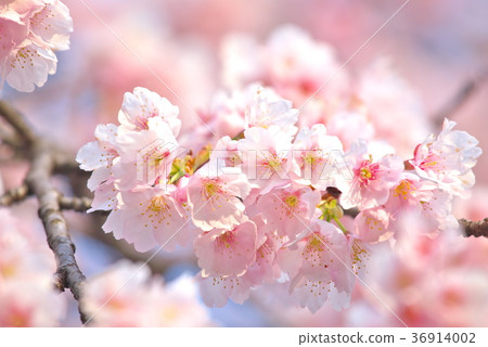 櫻花盛開 櫻花盛開 36914002