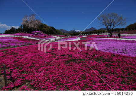 Misato Shiba cherry park 36914250