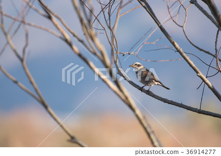 冬天的鳥,畫眉 冬天的鳥,畫眉 36914277