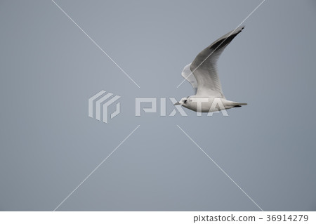 飛鷗 飛鷗 36914279