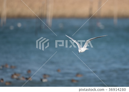 Black-backed gull flying in the Yoshino River to look for food Black-backed gull flying in the Yoshino River to look for food 36914280