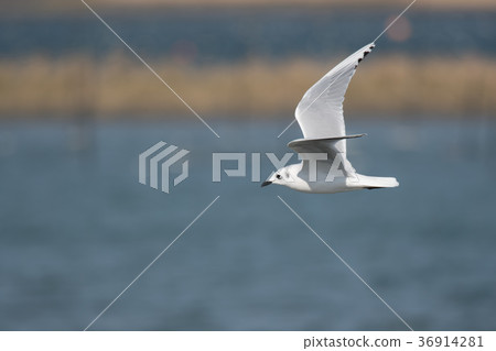 Adult bird of the beautiful gull gull 36914281