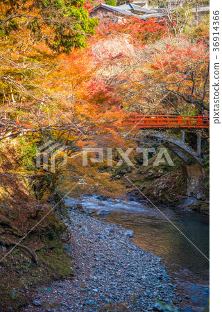 Autumn leaves at Shigetsubashi, Kyoto Takaosan 36914366