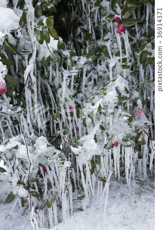 Intense cold-4, myriad icicle landscape on mountain tea blossom trees 36914371
